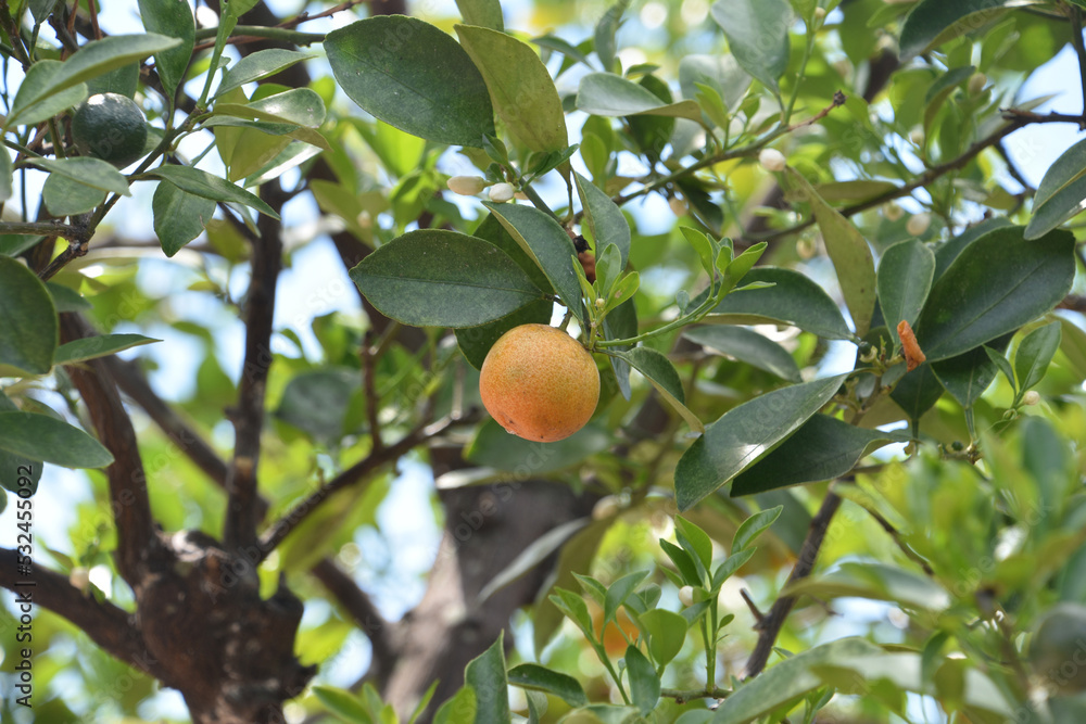 Wall mural calamondin fruit tree baring fruit on a summer day