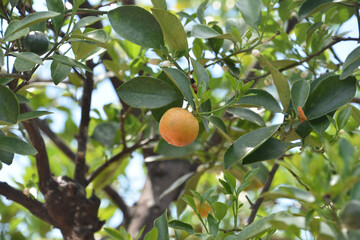 Calamondin Fruit Tree Baring Fruit on a Summer Day