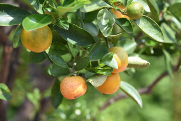 Fresh Calamondin Fruit Hanging from a Tree Branch