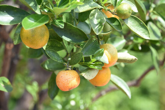Cluster of Calamondin Fruit Hanging on a Tree Branch