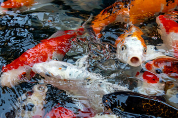Koi carp fish in a pond