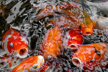 Koi carp fish in a pond