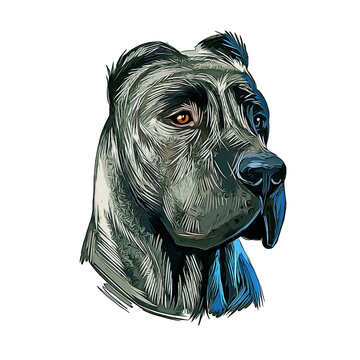 Perro De Presa Canario Dog Breed Watercolor Sketch Hand Drawn Painting Silhouette Sticker Illustration Sublimation EPS Vector Graphic