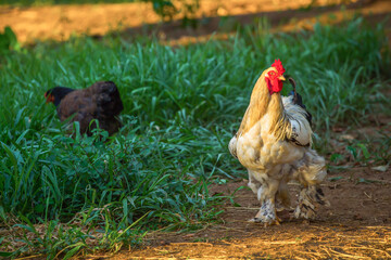 Brahma Chicken, Type of Chicken Largest in the World Today.
Image of white brahma roosters