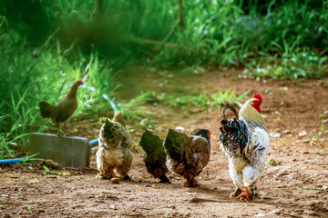 Brahma Chicken, Type of Chicken Largest in the World Today.
Image of white brahma roosters