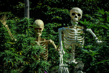 Couple skeletons hanging out in the marijuana garden
