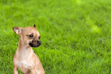 Cute young dog sitting on grass outdoors