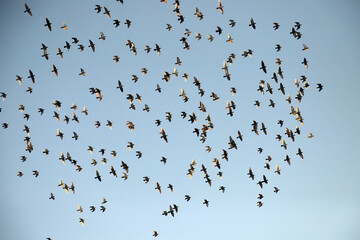 flock of birds