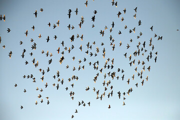 flock of birds
