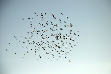 flock of birds