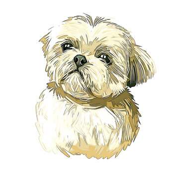 Shih Tzu Lap Dog Breed Watercolor Sketch Hand Drawn Painting Silhouette Sticker Illustration Sublimation EPS Vector Graphic