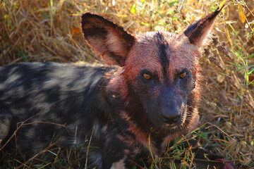 Blutbesudelter Afrikanischer Wildhund nach Beutezug / Bloodstained African wild dog after killing an Impala / Lycaon pictus