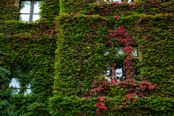 Fototapeta na wymiar old brick house full covered with ivy
