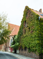 Fototapeta na wymiar old brick house full covered with ivy