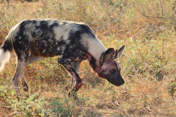 Blutbesudelter Afrikanischer Wildhund nach Beutezug / Bloodstained African wild dog after killing an Impala / Lycaon pictus