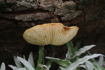 Oyster mushroom is a food mushroom from the Basidiomycota group and belongs to the Homobasidiomycetes class with the general characteristics of a white to cream fruit body.
