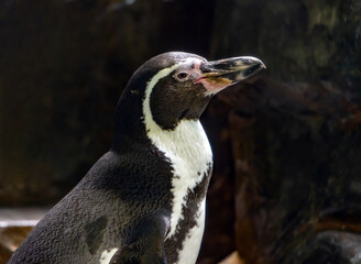 Naklejka premium The Humboldt penguin (Spheniscus humboldti) standing on a rock