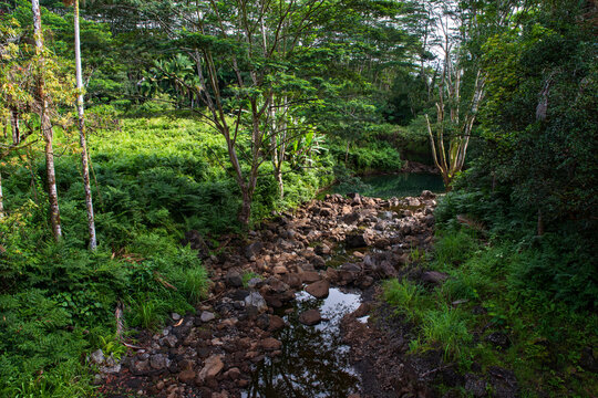 brook and woodlands near wai'ale falls in wailuku river state park hilo hawaii 