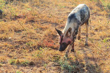 Blutbesudelter Afrikanischer Wildhund nach Beutezug / Bloodstained African wild dog after killing an Impala / Lycaon pictus