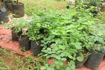 plant nursery in the garden