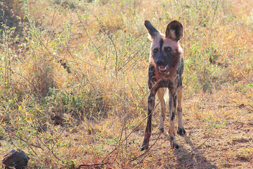 Blutbesudelter Afrikanischer Wildhund nach Beutezug / Bloodstained African wild dog after killing an Impala / Lycaon pictus