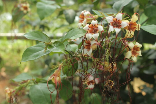 Strophanthus kombe, poison arrow kombe, is a vine that grows in tropical East Africa, and is part of the genus Strophanthus, which contains about 38 species.