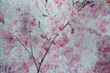 Delicate sakura flowers on a rough concrete background. Vintage photo. 