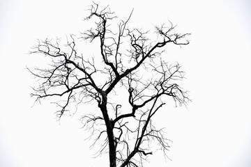 Dry  branch of dead tree on white background