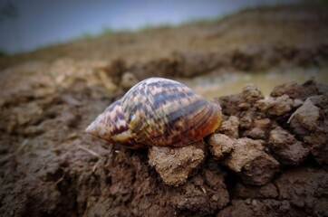 snail on a rock