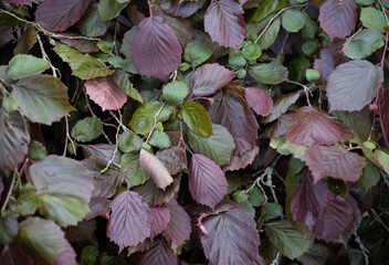 Natural background of hazelnut leaves. Multicolored foliage. Autumn