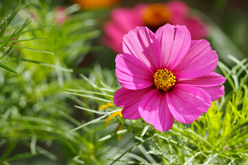 a bud of pink and cosmea flowers on a background of green grass on a sunny day . nature in autumn