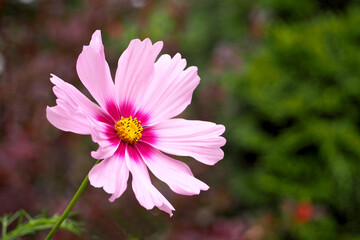 Fototapeta premium a bud of pink and cosmea flowers on a background of green grass on a sunny day