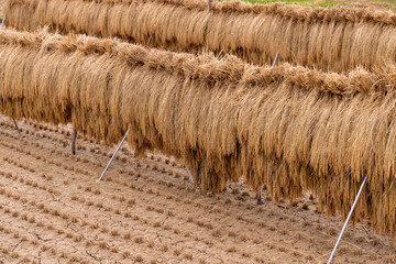 straw background