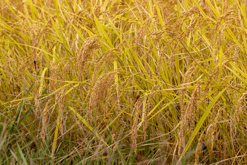 grass in the wind