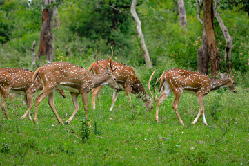 Elephant,sunflower,lake,river,deer,monkey,peacock,sun