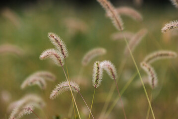 エノコログサの穂が揺れる秋の草原