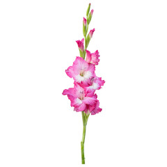 Pink gladiolus flower stem isolated on transparent background