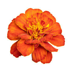 Orange marigold flower isolated on transparent background
