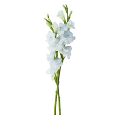 White gladiolus flower stems isolated on transparent background