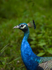 Obraz premium Elephant,sunflower,lake,river,deer,monkey,peacock,sun