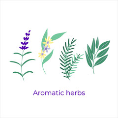 Set of aromatic plants including lavender, lemon tree blossom, rosemary, eucalyptus. Aromatherapy plants. Vector illustration. Hand drawn style. 