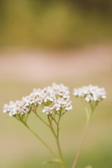 wild carrot flower closeup, an umbelliferous plant. nature background