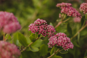 Flowers ochitok close-up in the garden in autumn. Sedum spectabile in the garden