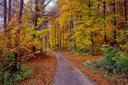 Autumn forest scenery with road of fall leaves & warm light illumining the gold foliage. Footpath in scene autumn forest nature. Germany.