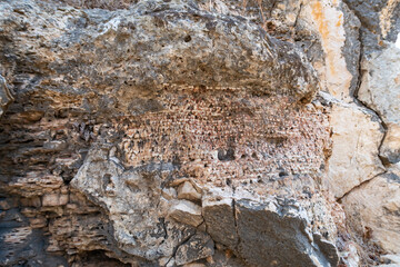 Remains  of petrified corals on the surface of the mountain in the national reserve - Nahal Mearot Nature Preserve, near Haifa, in northern Israel