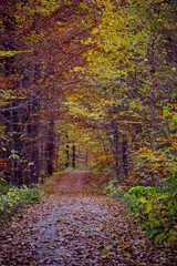 Autumn forest scenery with road of fall leaves & warm light illumining the gold foliage. Footpath in scene autumn forest nature. Germany.