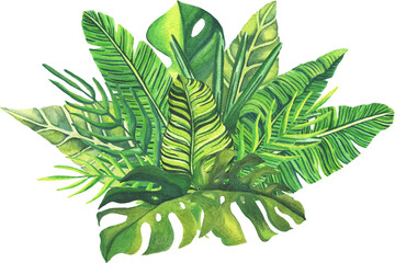 Set of tropical leaves. Tropical green leaves on white background. Set of hand drawn watercolor illustration. Exotic plants