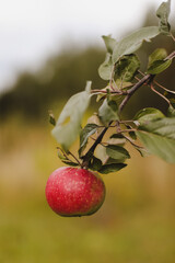 Organic apples. Fruit without chemical spraying. Autumn day. Rural garden. Ripe red apple on a tree