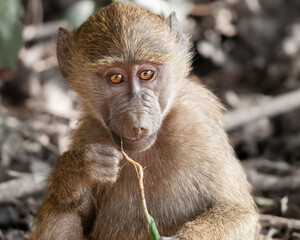 Olive baboon in the Ngorogoro Crater, Tanzania, Africa 