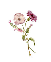 bouquet of pink cornflowers flowers and plants, watercolor illustration isolated on white background.	
